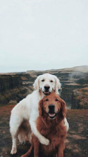 Dog Love Full HD Wallpapers Download