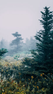 Download The Most Popular Nature Wallpapers For Your Phone For Free.