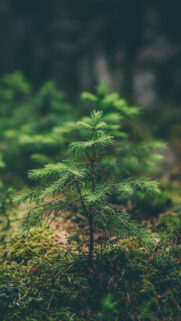 Download the World’s Most Beautiful Green Wallpapers for Free.