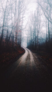 Full HD Forest Wallpapers Download