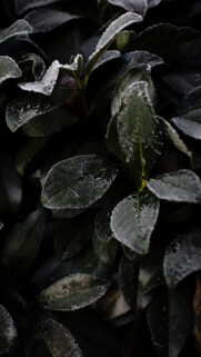 Green Leaves Wallpapers Free Download