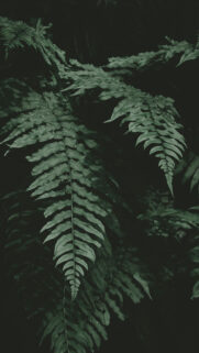 New HD Wallpapers Series Free Download