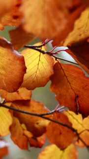 Orange Leaves Macro Wallpapers Free Download