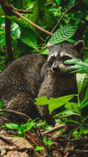 Raccoon 4K Wallpapers Free Download
