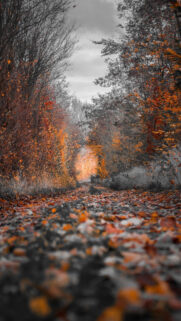 The Most Beautiful Macro Nature Wallpapers on the Internet
