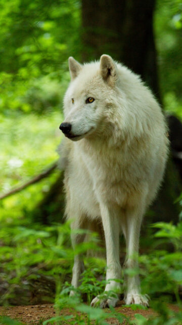 White Wolf Free Wallpapers For Iphone Android Desktop Phone