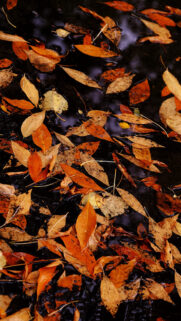leaves Full HD Wallpapers Free Download
