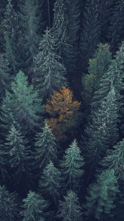 4K Trees Background Wallpapers Free Download
