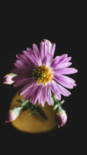 Aster, Flower, Petals HD Wallpapers Download