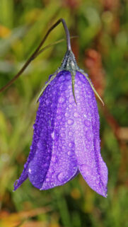 Bellflower, Campanula, Flower, Drops Free Wallpapers Download
