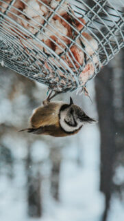 Bird, Stack, Snow Free Wallpapers Download