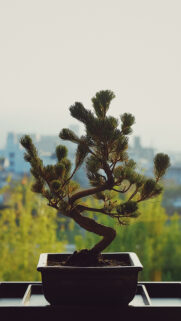 Bonsai Flower, Pot, Flower Full HD Wallpapers Download