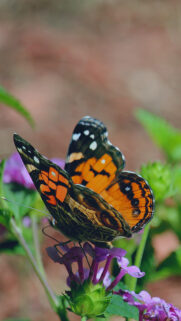 Butterfly Flower Patterns Wallpapers Free Download