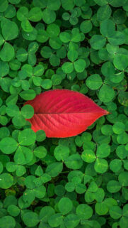 Clover Leaves Plant Green Wallpapers Free Download