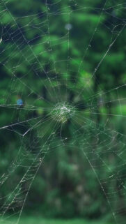 Cobweb, Grid, Netting Wallpapers Download