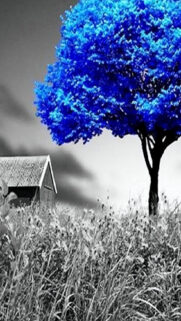 Color Theme Wallpapers Free Download