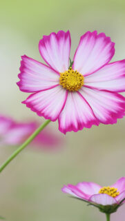 Cosmos HD Wallpapers Download