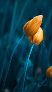 Download Yellow Flower Wallpapers