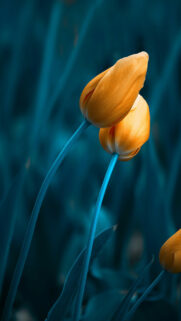 Download the new Flower Wallpapers