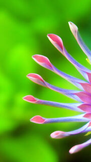 Flower Ultra HD Wallpapers Download