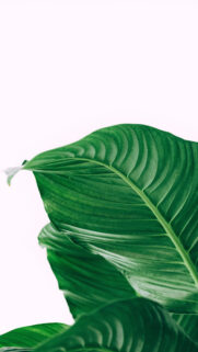 Green & Light HD Wallpapers Free Download