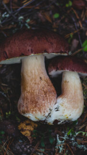 Mushrooms, Autumn, Foliage HD Wallpapers Download