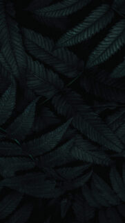 Nice Aesthetic Wallpapers Series Free Download