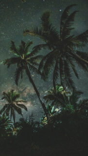 Palms, Trees, Starry, Sky Wallpapers Download