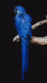 Parrot, Bird, Branch HD Wallpapers Download