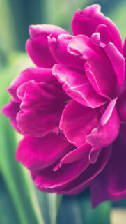 Peony Pink Bud Petals Free Wallpapers Download