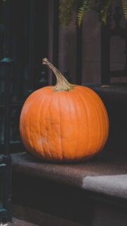 Pumpkin, Autumn, Harvest HD Wallpapers Download