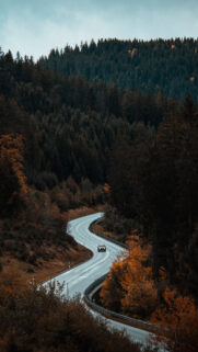 Road Movement Forest Trees Free Wallpapers Download
