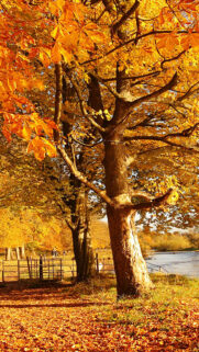 Scotland Autumn River Fall Wallpapers Free Download