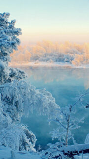 Snow Tree Wallpapers Download