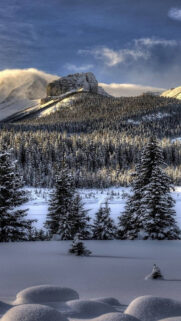 Snow, Winter, Trees Free Wallpapers Download
