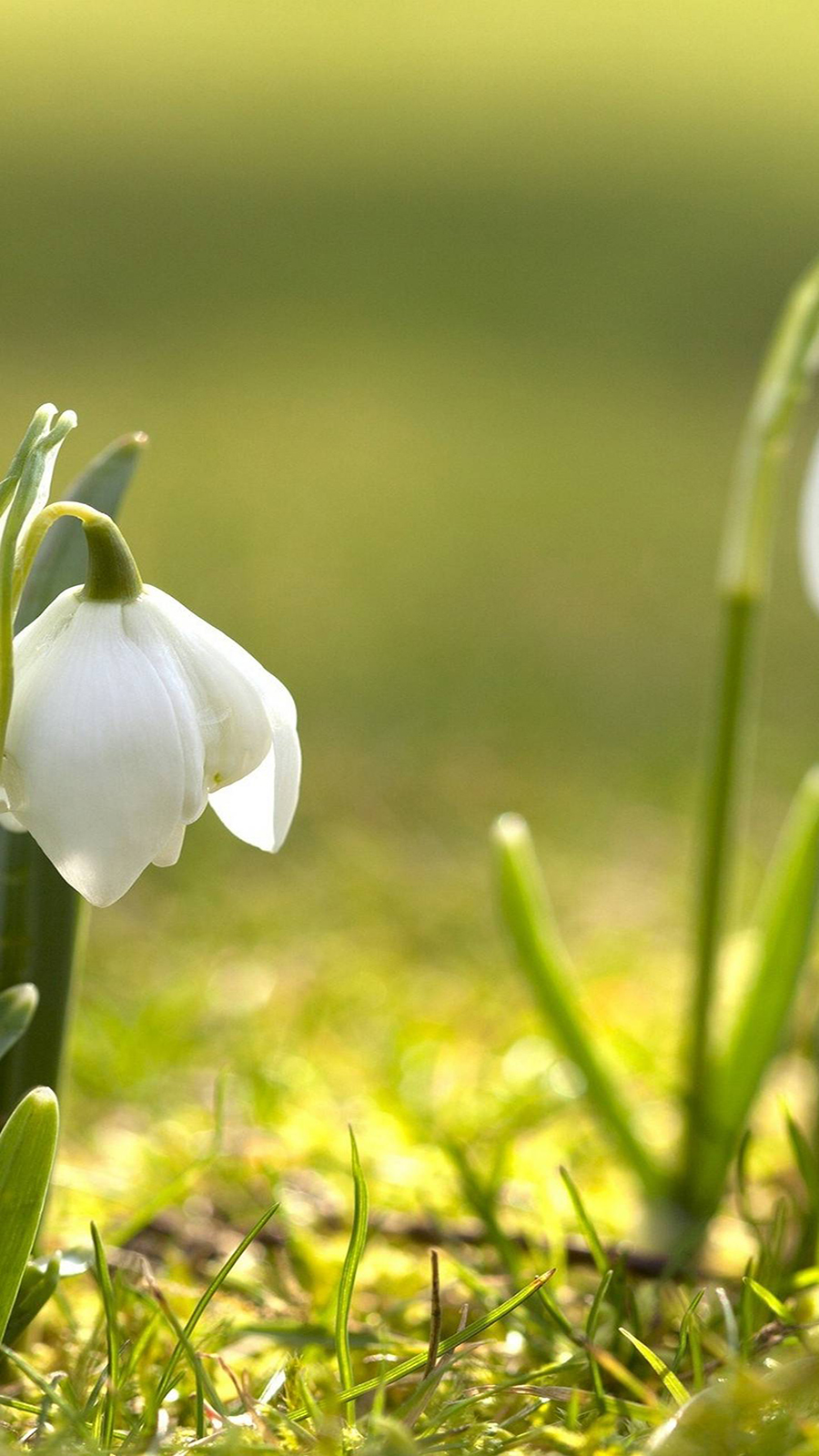 Snowdrops Grass Spring Ultra HD Wallpapers Download