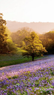 Sunset, Landscapes Free Wallpapers Download