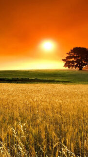 Sunset, Nature, Trees, Autumn Free Wallpapers Download