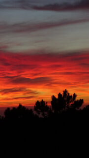Sunset Trees Sky Clouds Ultra HD Wallpapers Download