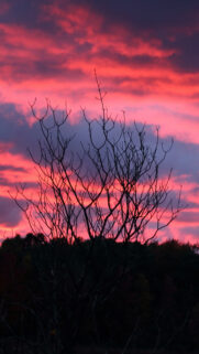 Tree, Sunset, Night Full HD Wallpapers Download