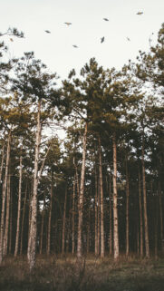 Trees, Forest, Grass, Evening, Wallpapers Free Download