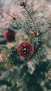 Wallpapers For Nokia Phone