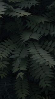 Leaf Background Wallpapers