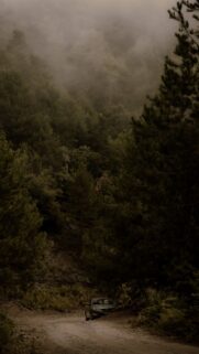 Car Forest Trees Wallpapers Free Download
