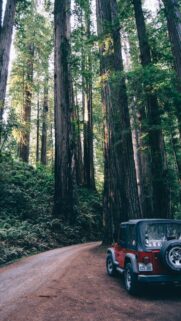 Forest Suv Trees Crossover Wallpapers Free Download