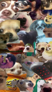 All Dog Meme Wallpapers Free Download