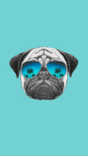 Cool Bull Dog Wallpapers Free Download for Mobile
