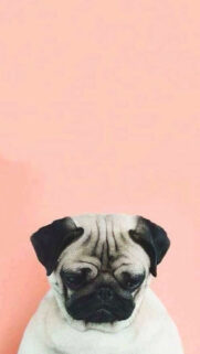 Cute Aesthetic Bulldog Wallpapers Download
