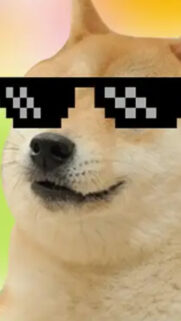 Dog Memes Background Wallpapers Free Download