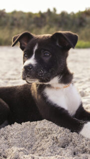 Dog Wallpapers Free Download for Mobile